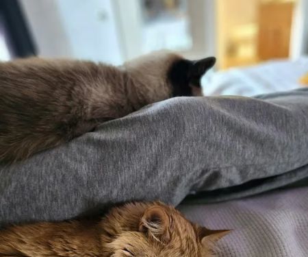 Kindness Counts Spay and Neuter Clinic
