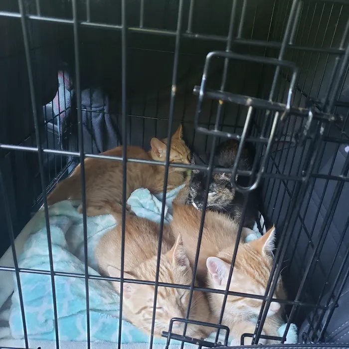 Kindness Counts Spay and Neuter Clinic Picture 7