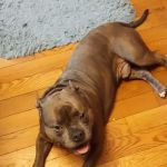 Sevier County Animal Clinic