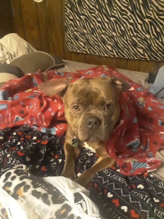 Sevier County Animal Clinic Picture 3
