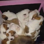 Sevier County Animal Clinic: Kreur Andrew DVM