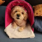 Parkway Animal Hospital: Bartley Scott DVM