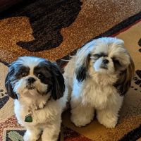 Parkway Animal Hospital ico