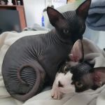 Dogwood Animal Hospital: Dr JR Killey DVM