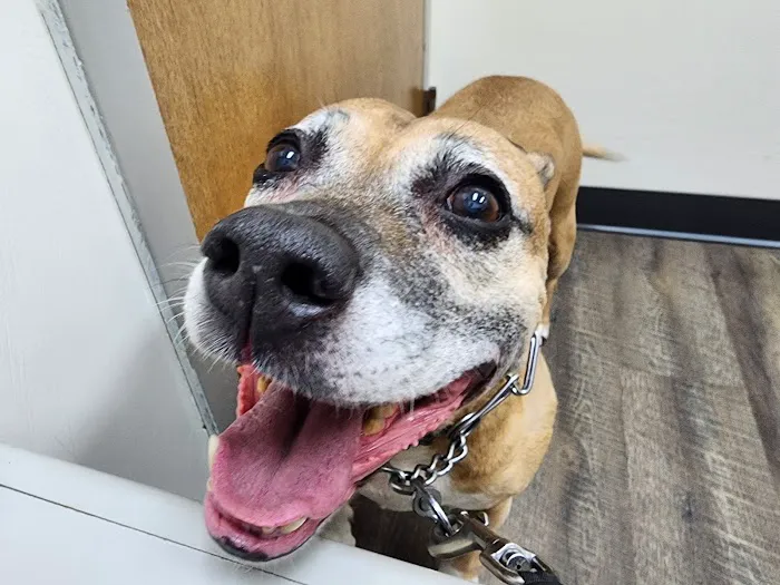 Dogwood Animal Hospital Picture 4