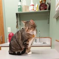 Dogwood Animal Hospital ico