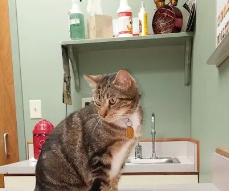 Dogwood Animal Hospital