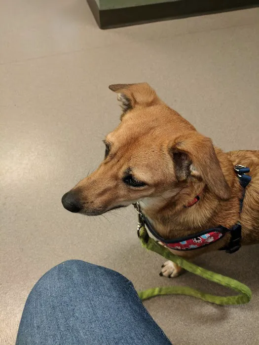 Dogwood Animal Hospital Picture 8