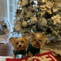 Animal Wellness and Rehabilitation Center (AWRC) ico
