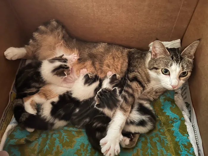 Young-Williams Spay/Neuter Solutions Picture 2