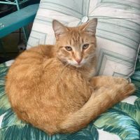 Young-Williams Spay/Neuter Solutions ico