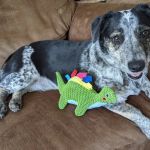 Banfield Pet Hospital