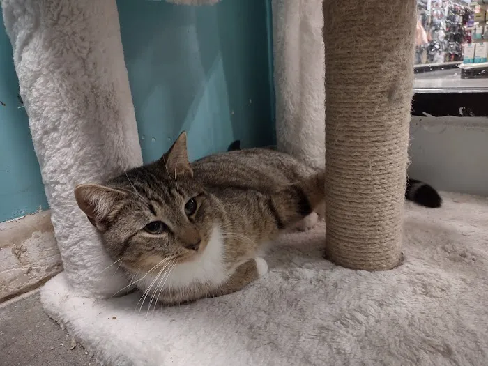 Banfield Pet Hospital Picture 9