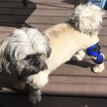 Top Dog Bracing