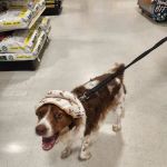 Banfield Pet Hospital