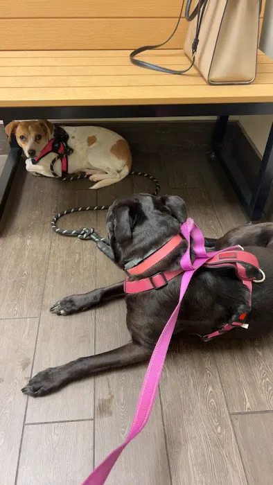 Banfield Pet Hospital Picture 4