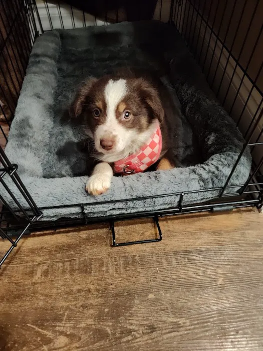Banfield Pet Hospital Picture 5