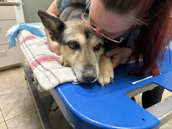 Animal Emergency & Specialty Center of Knoxville Picture 3