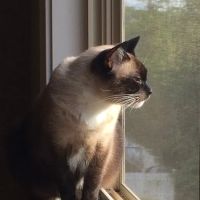 Animal Emergency & Specialty Center of Knoxville ico