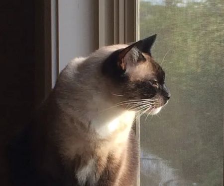 Animal Emergency & Specialty Center of Knoxville