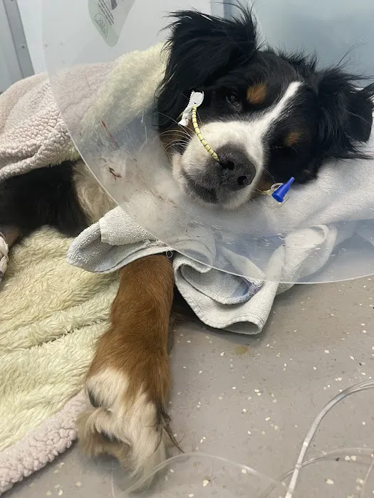 Animal Emergency & Specialty Center of Knoxville Picture 5