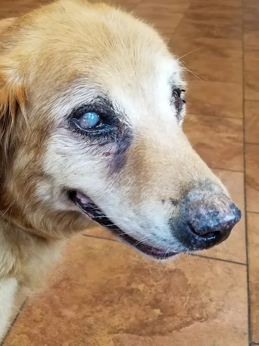 Village Veterinary Medical Center, A Thrive Pet Healthcare Partner Picture 6