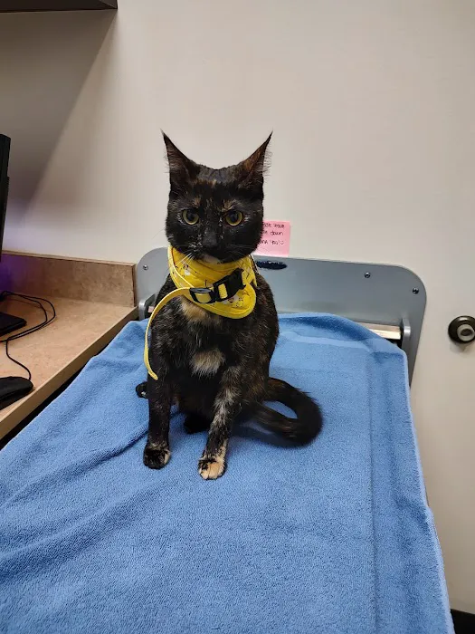 Village Veterinary Medical Center, A Thrive Pet Healthcare Partner Picture 3