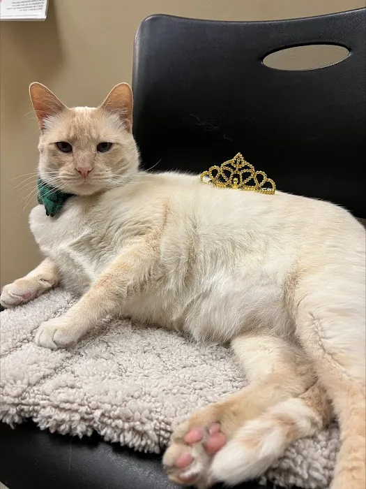 Village Veterinary Medical Center, A Thrive Pet Healthcare Partner Picture 9