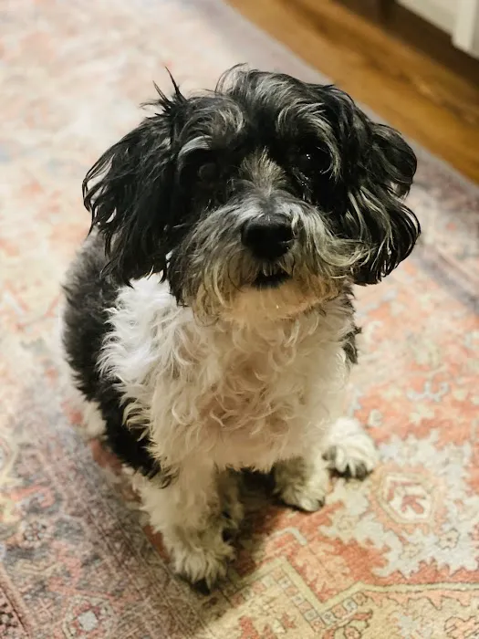 Village Veterinary Medical Center, A Thrive Pet Healthcare Partner Picture 7