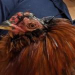 Lange Animal Hospital