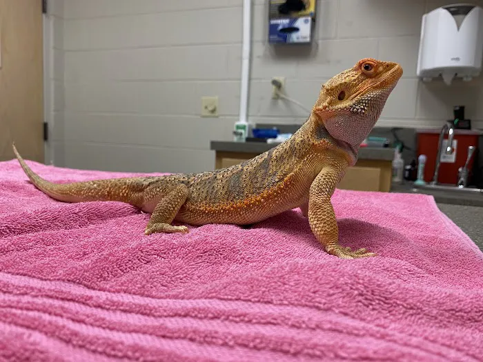 Lange Animal Hospital Picture 4