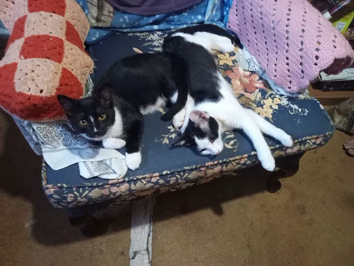 Spring City Pet Care Picture 1