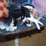 Spring City Pet Care