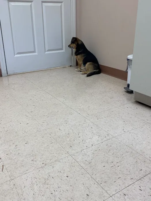 Spring City Pet Care Picture 4