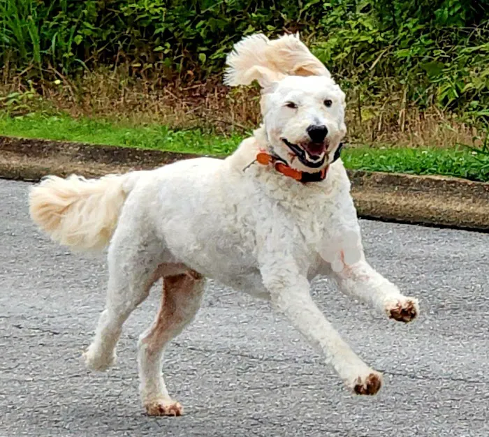 Spring City Pet Care Picture 5
