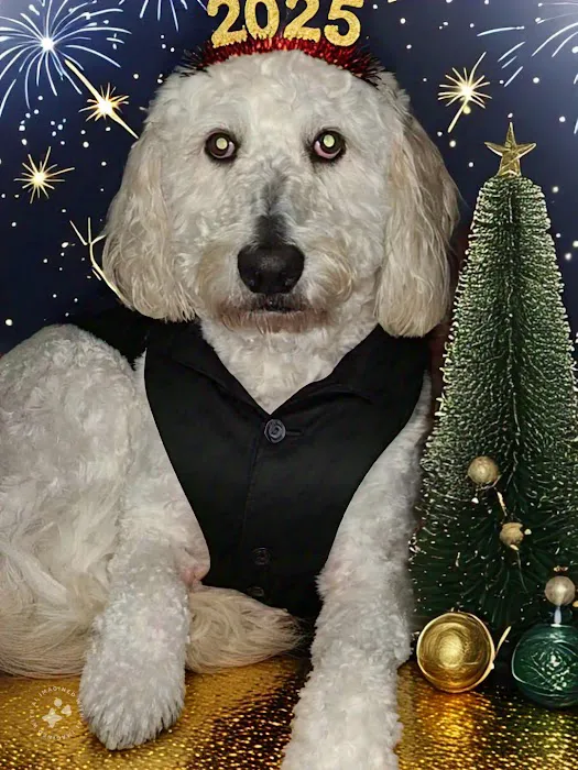 Spring City Pet Care Picture 10