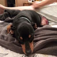 Mulberry Street Animal Clinic ico