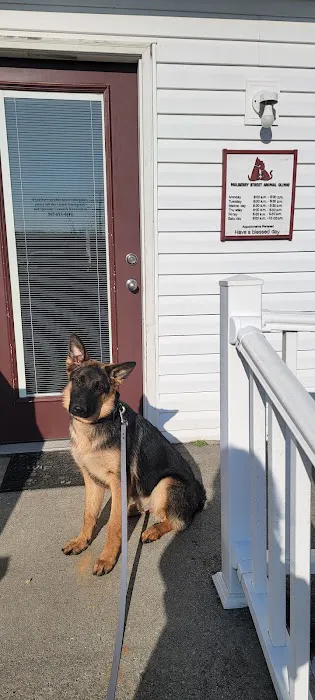 Mulberry Street Animal Clinic Picture 6