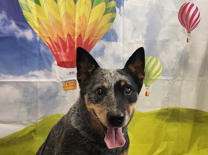 Loudon County Animal Hospital Picture 1
