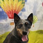 Loudon County Animal Hospital