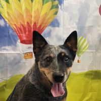 Loudon County Animal Hospital ico