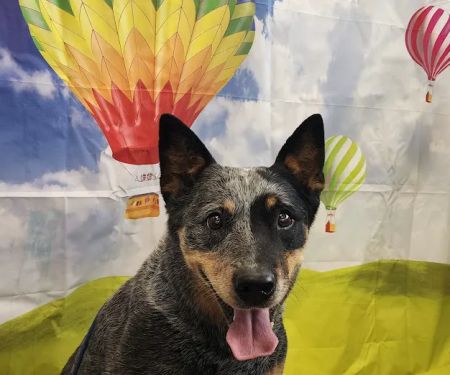 Loudon County Animal Hospital