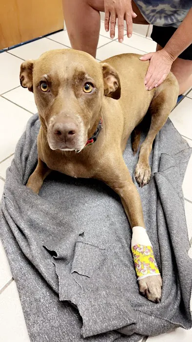 Lenoir City Animal Clinic Picture 1