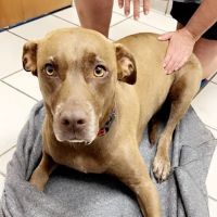 Lenoir City Animal Clinic ico