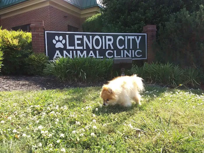 Lenoir City Animal Clinic Picture 5