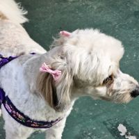 Embassy Veterinary Center Lenoir City ico