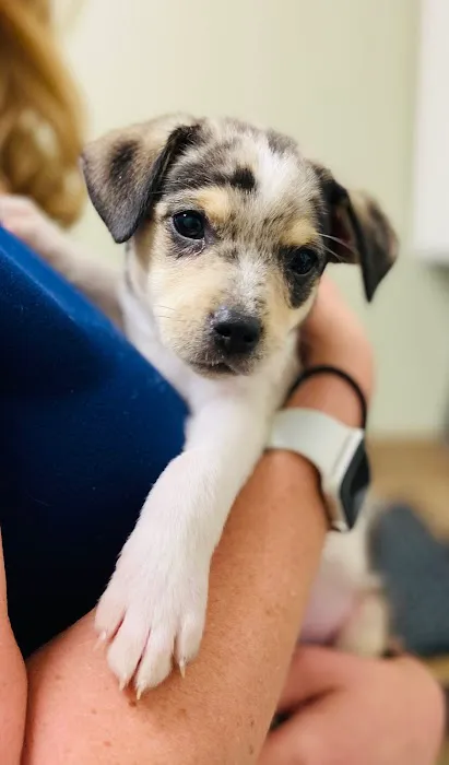 Embassy Veterinary Center Lenoir City Picture 10