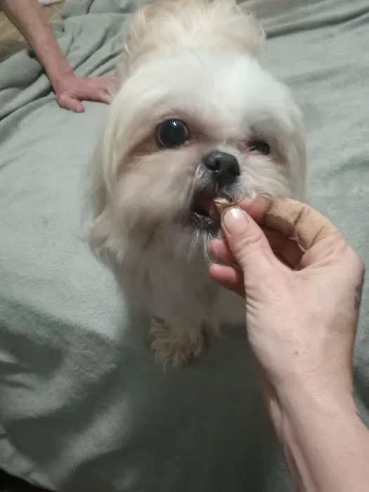 Springfield Animal Clinic Picture 4