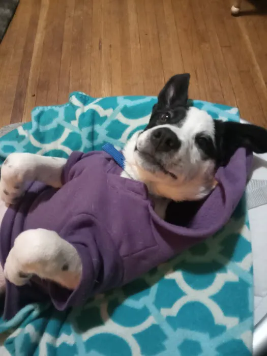 Springfield Animal Clinic Picture 3