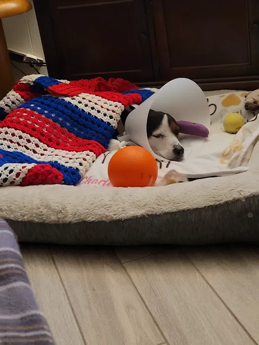 Springfield Animal Clinic Picture 8